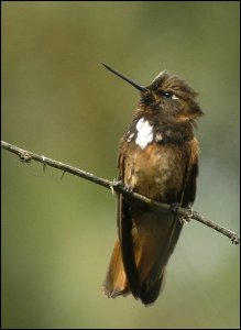 White-Tufted Sunbeam