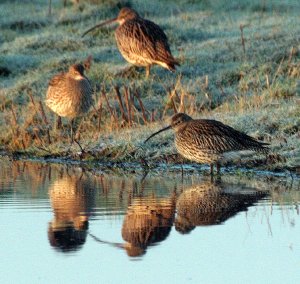 Sunbathing Curlews