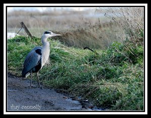 road runner