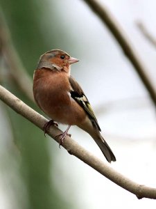 Chaffinch