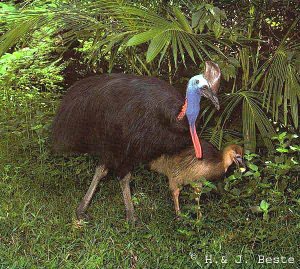 Southern Cassowary
