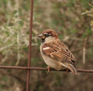 hybrid Spanish Italian sparrow