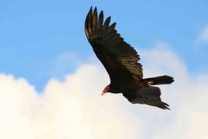 turkey_vulture_for_bf