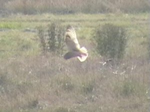 Short-eared Owl