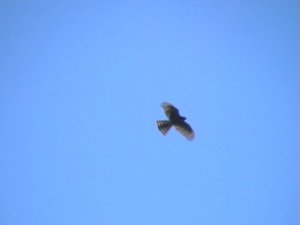 Sparrowhawk in silhouette