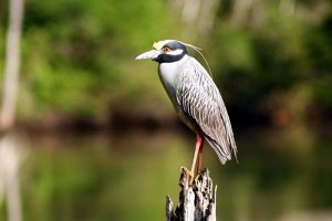 Yellow Crowned Night Heron