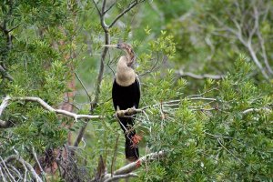 Anhinga