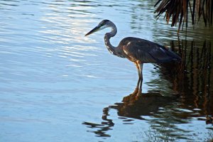 Great Blue Heron (Juvelnile)