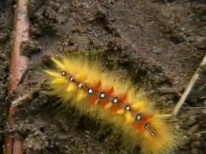 Sycamore Moth caterpillar