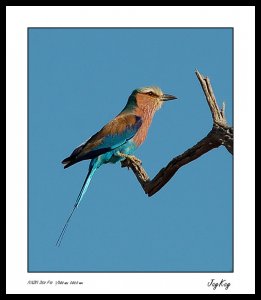 Lilac Breasted Roller