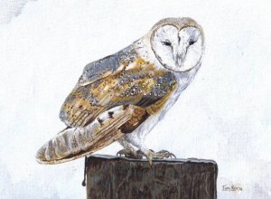 Barn owl in acrylics
