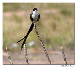 Fork Tailed Flycatcher