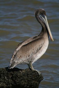 Brown Pelican