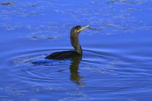 Double-crested Cormorant