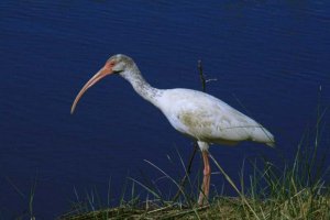 White Ibis