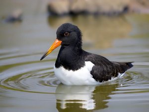 Oystercatcher