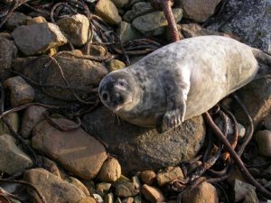 Grey Seal Pup