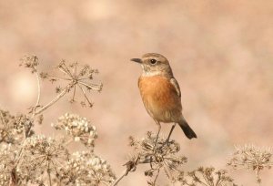 winter sunshine Stonechat