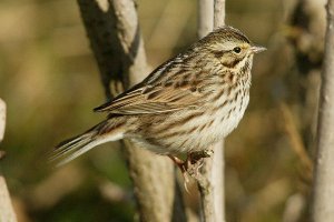 Savannah Sparrow