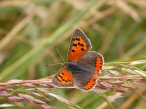 Small Copper