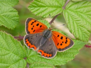 Small Copper 2