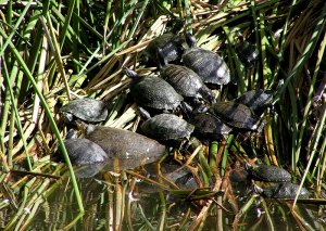 Multiple Turtle Pile-Up
