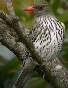 olive-backed oriole