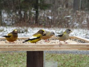 Evening Grosbeaks