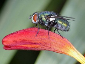 Greenbottle