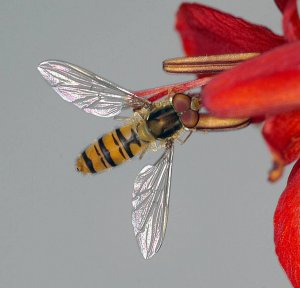 Hoverfly