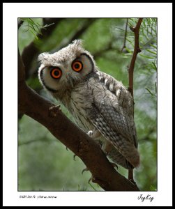 Southern White-Faced Scops-Owl