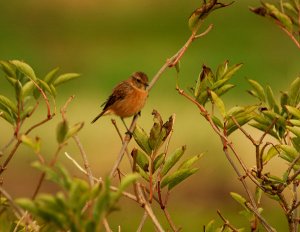 Stonechat