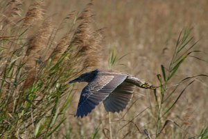 Black-Crowned Night Heron