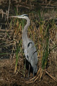 Great Blue Heron