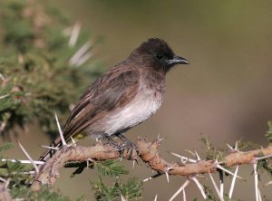 Common Bulbul