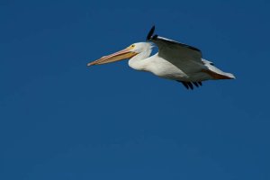 White Pelican