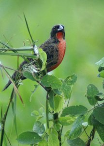 Red-Breasted Blackbird