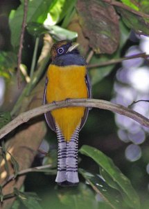 Black-throated Trogon (male)