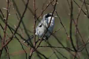 Loggerhead Shrike