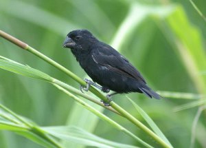 Lesser Seed-Finch