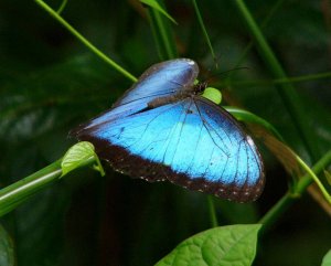 Blue Morpho Butterfly