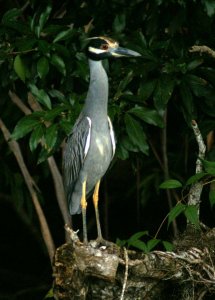 Yellow-Crowned Night-Heron