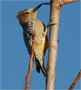 Gila Woodpecker - Male
