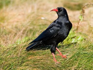 Chough