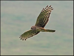 Hen Harrier