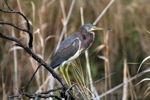 Tricolored Heron