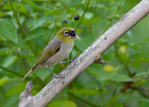 Silvereye