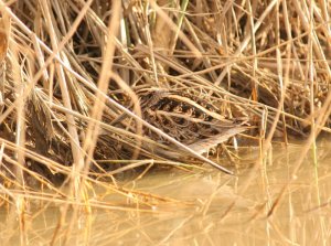 Jack Snipe