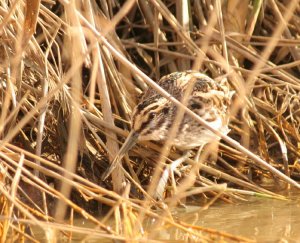 Jack Snipe