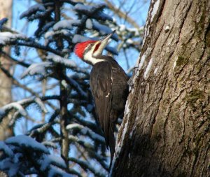 Pileated Woodpecker